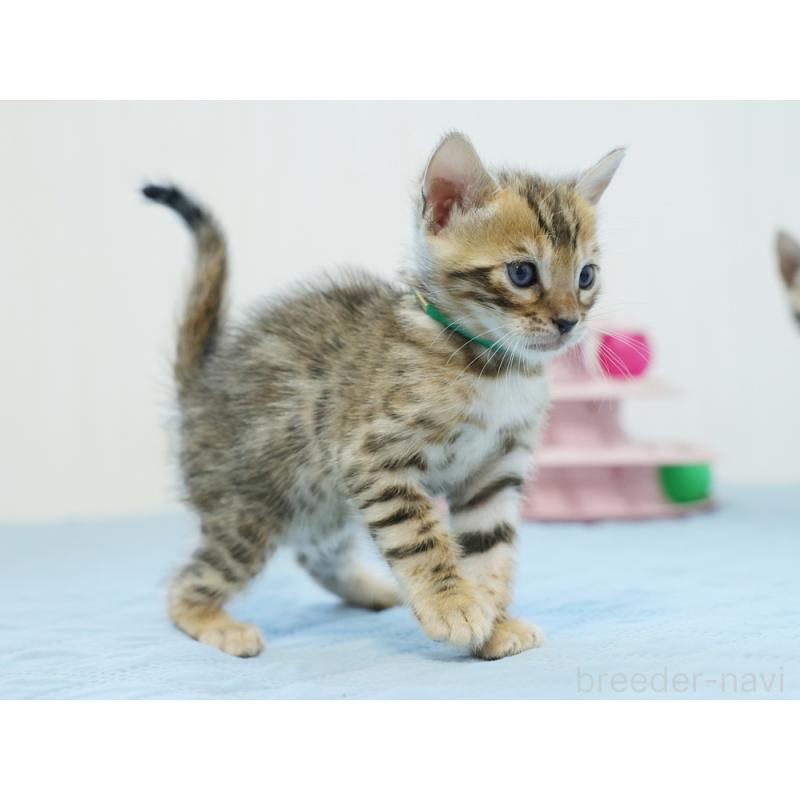 販売中の大阪府のベンガル-126598の3枚目